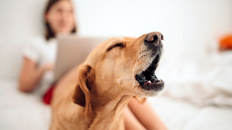 Unusual Barking