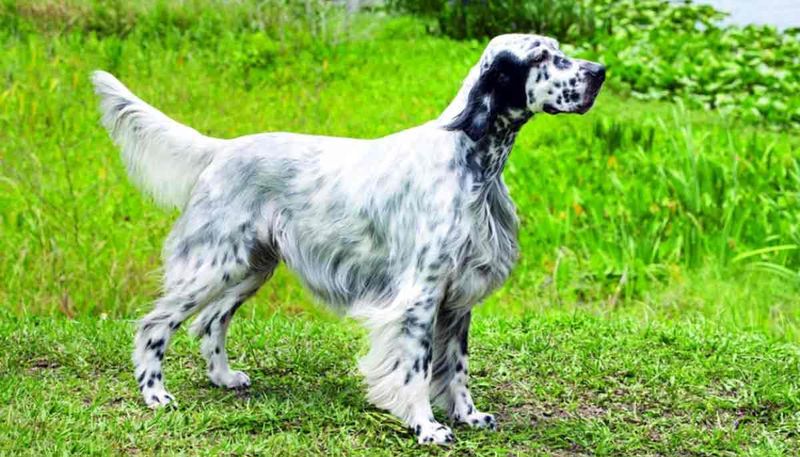 Laverack Setter