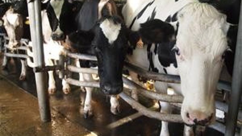 Ovulation in Cows