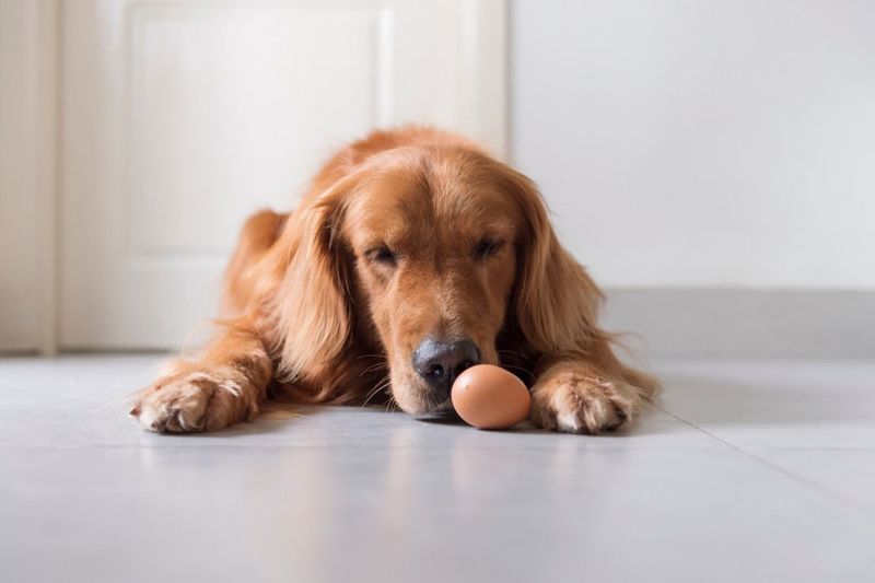 Eggs