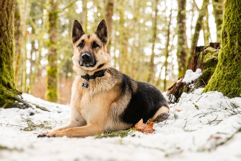 Loyal Companionship