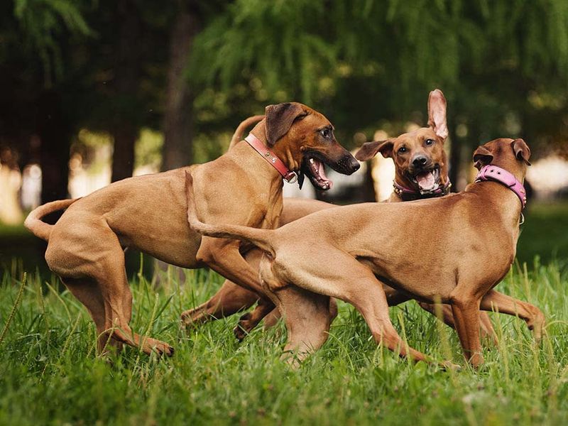 Ignoring Pack Dynamics