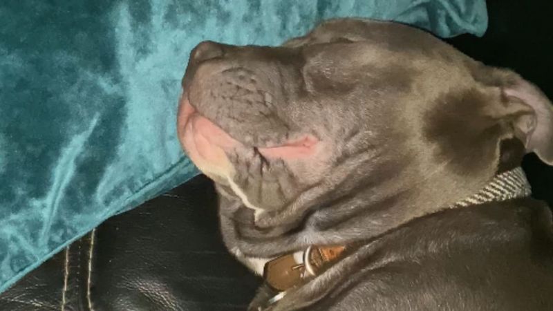 Endearing Snores