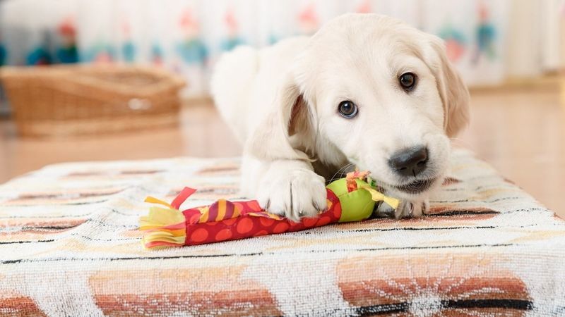 Creating a Dog-Friendly Environment