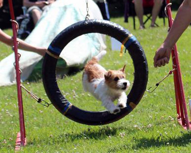 Exercise and Playtime