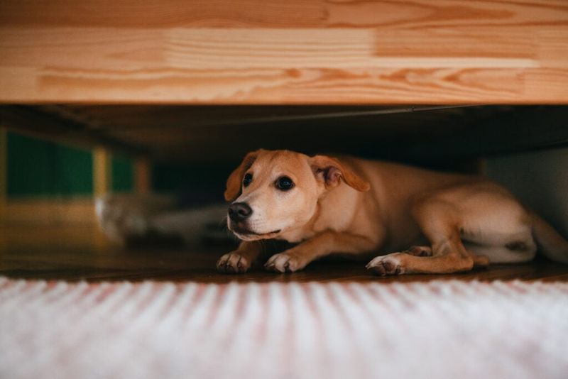 Hiding or Cowering