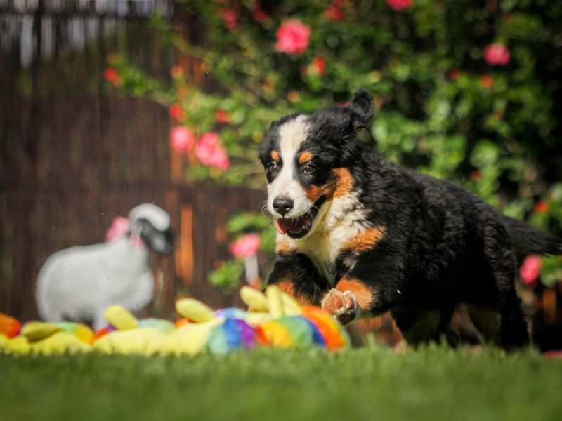 Charming Playfulness