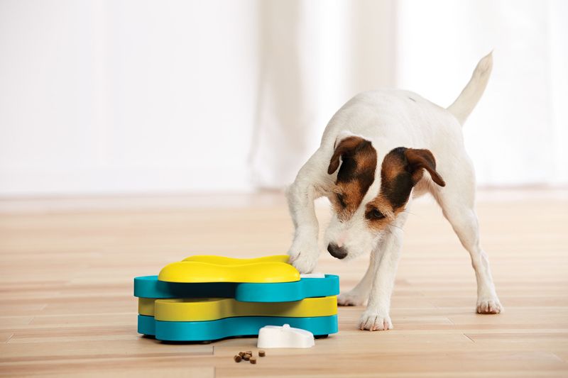 Interactive Treat-Dispensing Toys