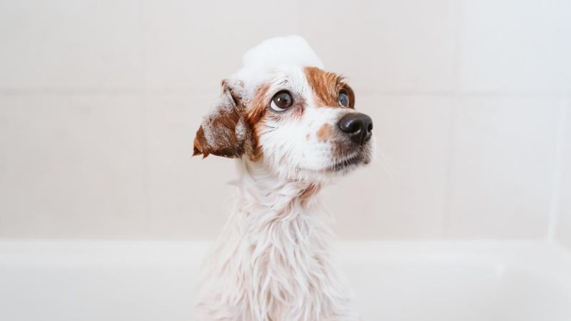 Choosing the Right Time for Grooming