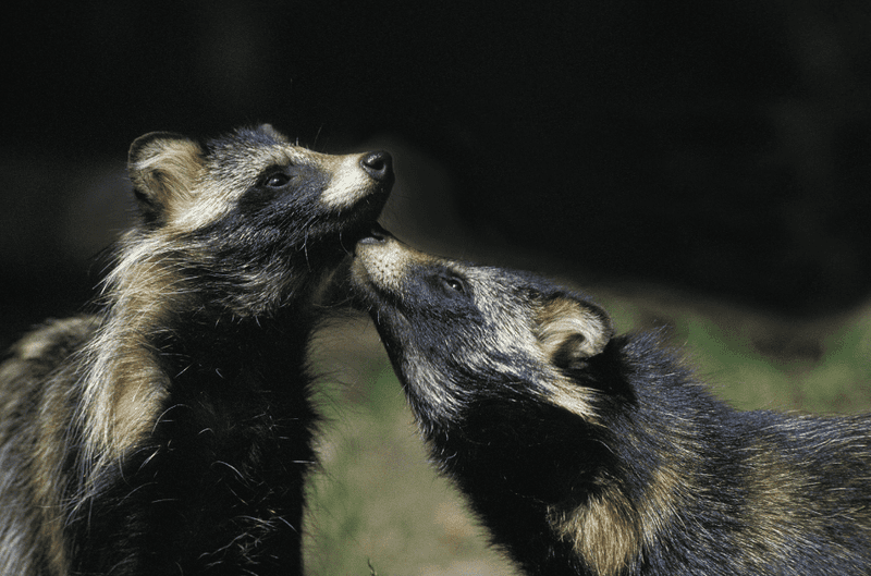 Monogamous Mates
