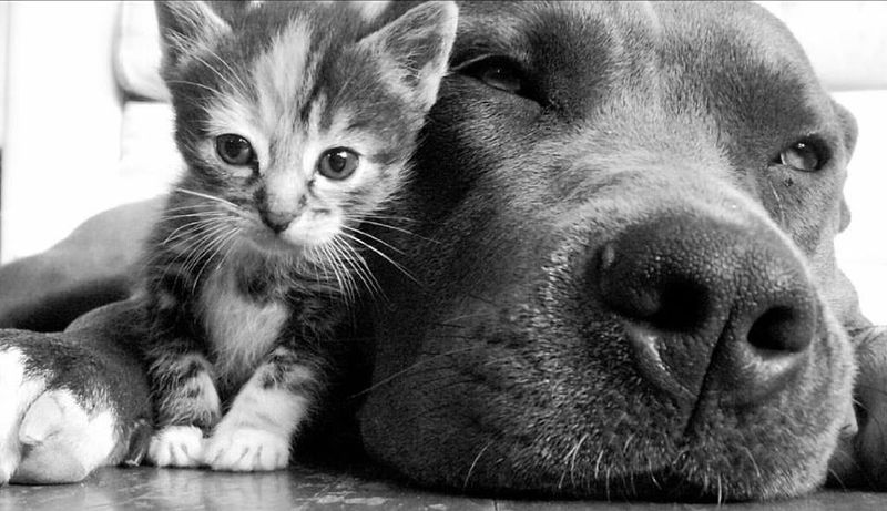 Devoted Friends
