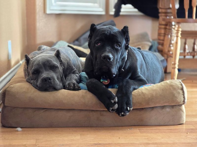 Gentle Giant