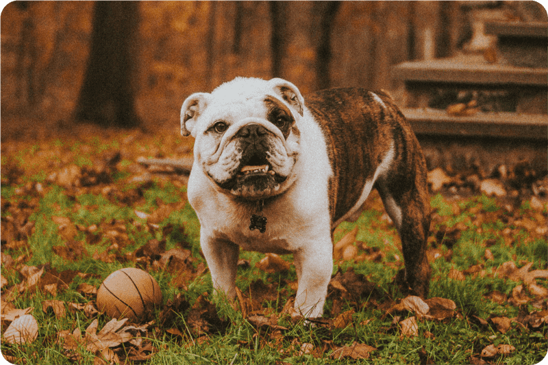 Bulldog