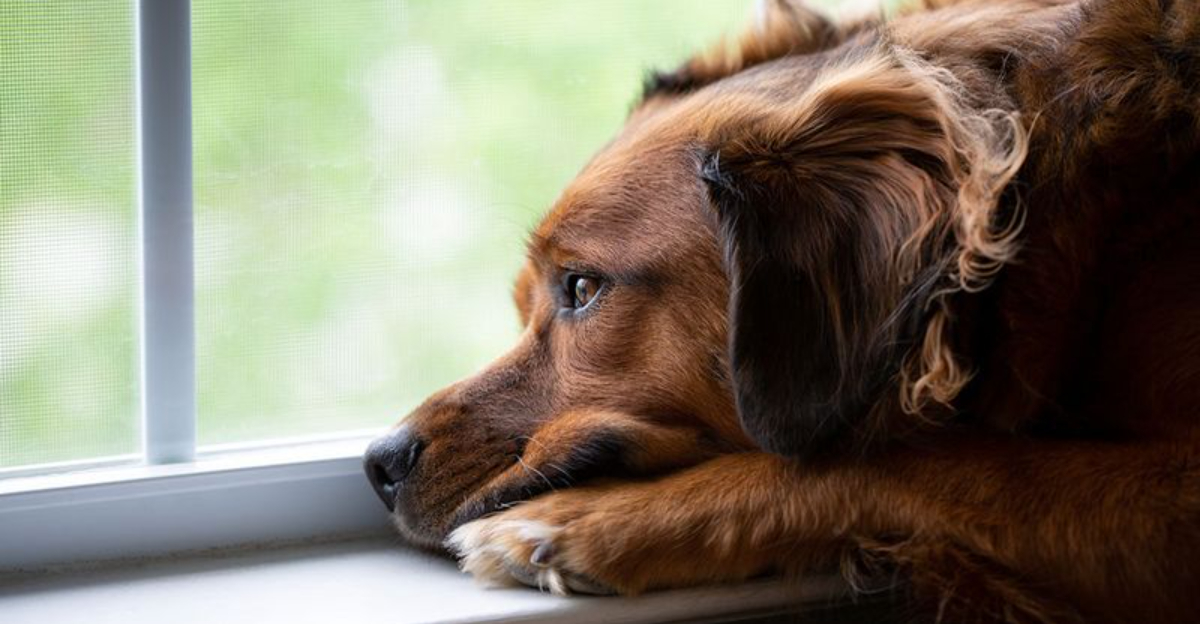Veterinarians Reveal 13 Mistakes Pet Owners Make When Dogs Are Grieving