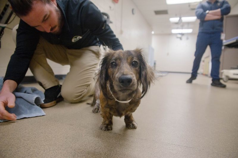 Dachshund