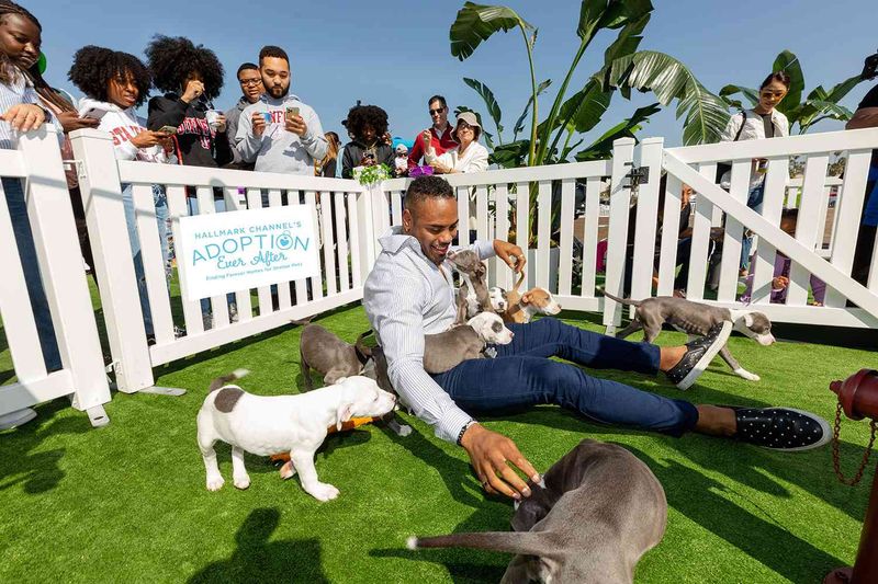 Adoption Events