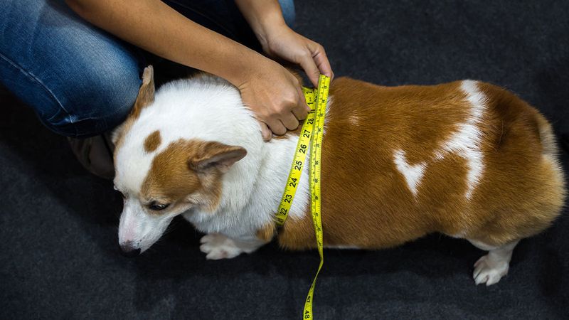 Overfeeding Your Dog