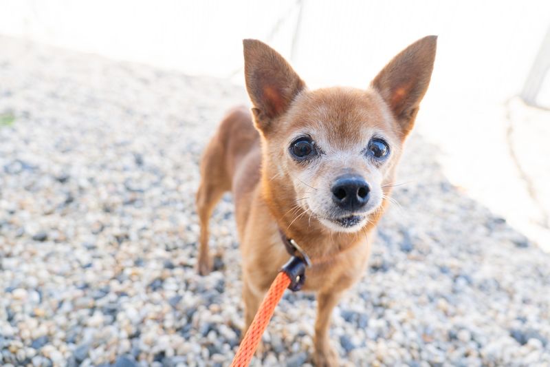 Chihuahua