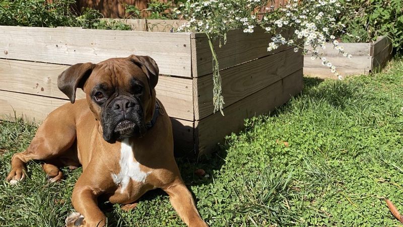 Boxer