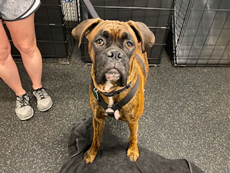 Boxer