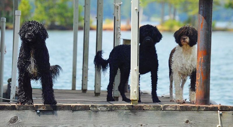 Portuguese Water Dog