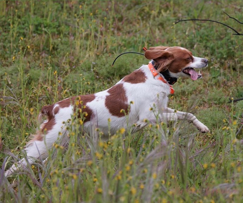 Brittany Spaniel
