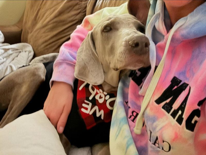 Weimaraner