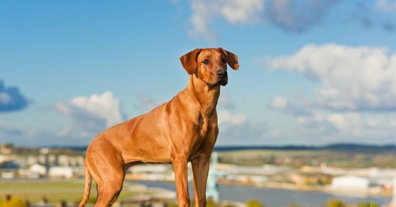 Rhodesian Ridgeback