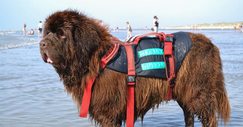 Newfoundland