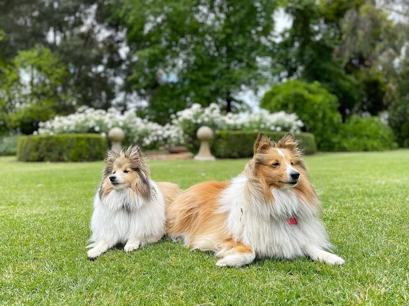 Shetland Sheepdog