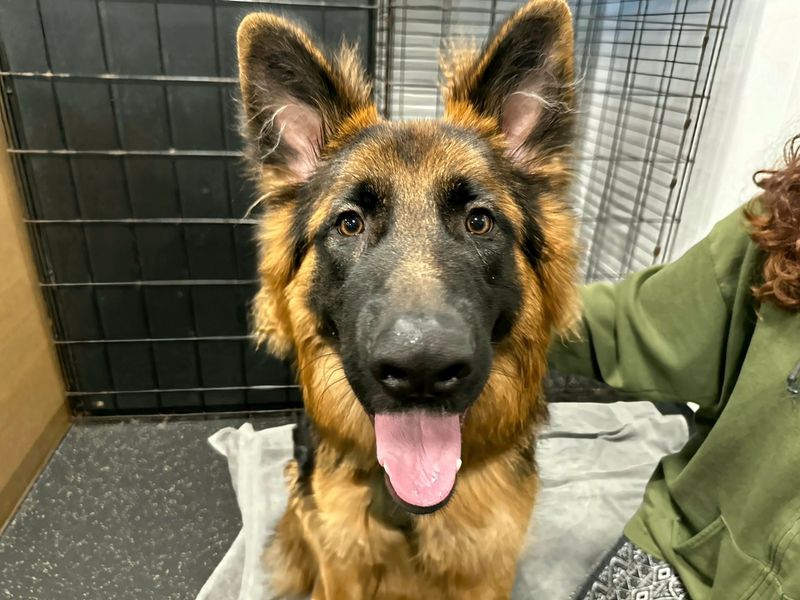 German Shepherd