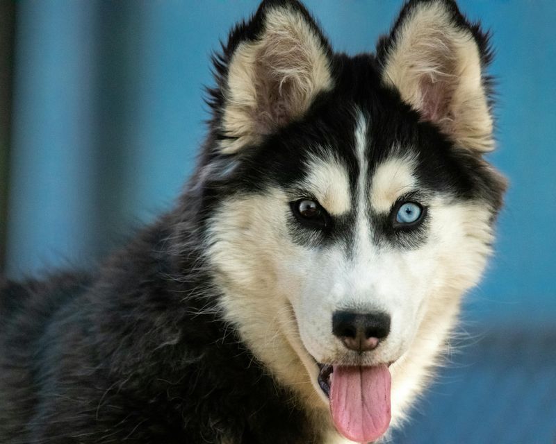 Eye Color
