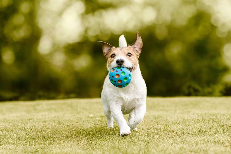 Playful Behavior