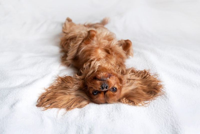 Lies belly up