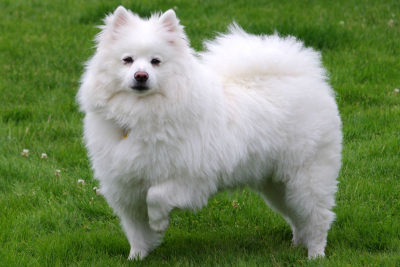 The Fluffiest Coat