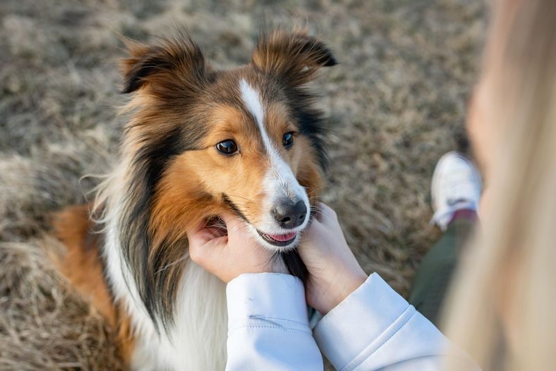 Companionship for the Elderly