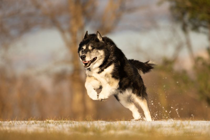Siberian Husky