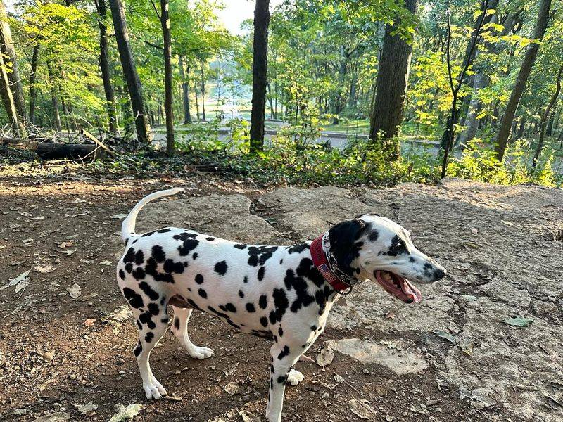 Dalmatian