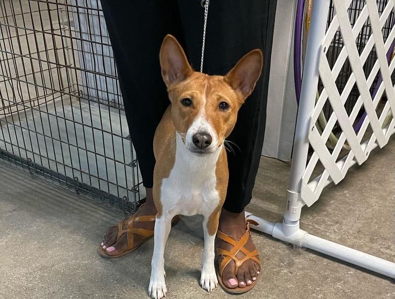 Basenji