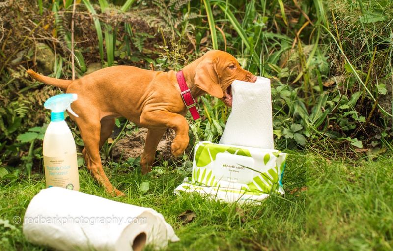 Vizsla