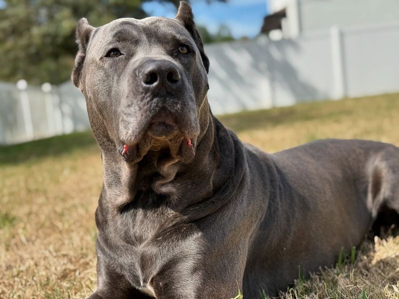 Cane Corso