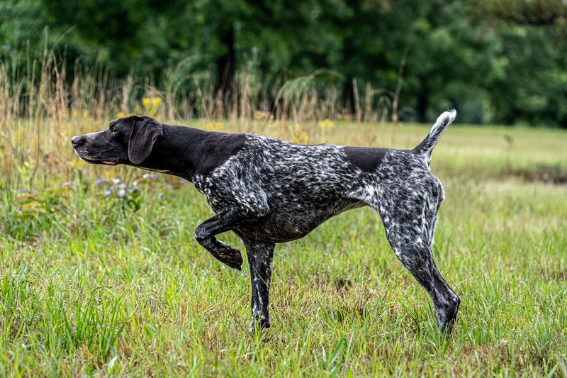German Shorthaired Pointer