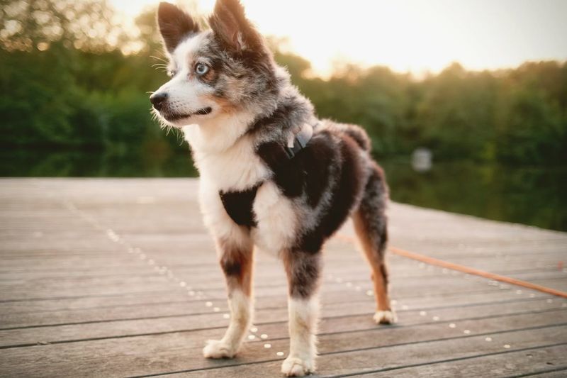 Australian Shepherd