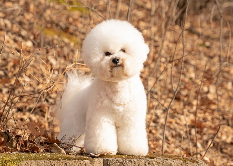 Bichon Frise