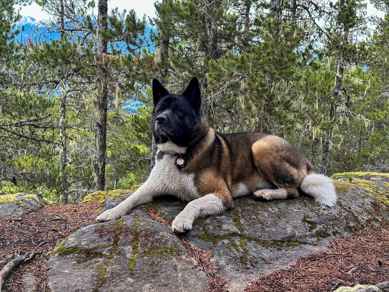 Akita