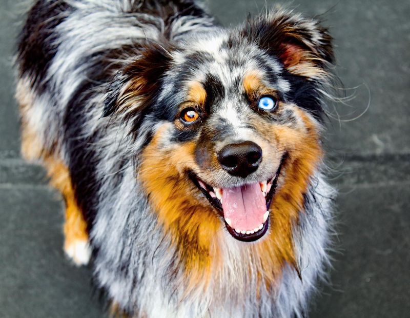 Australian Shepherd