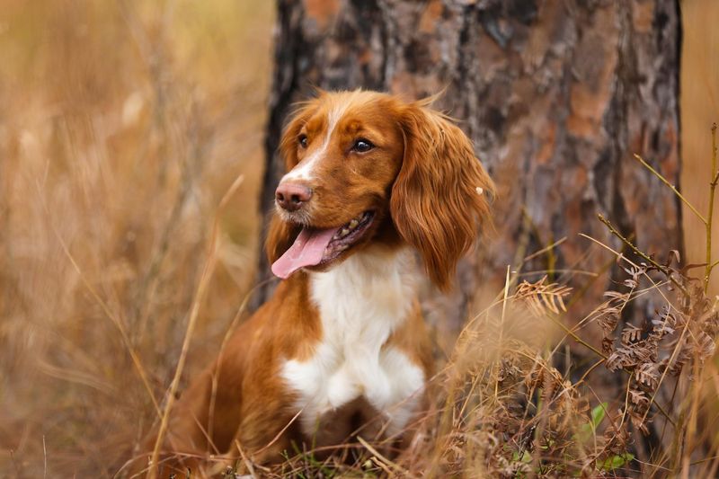 Cocker Spaniel