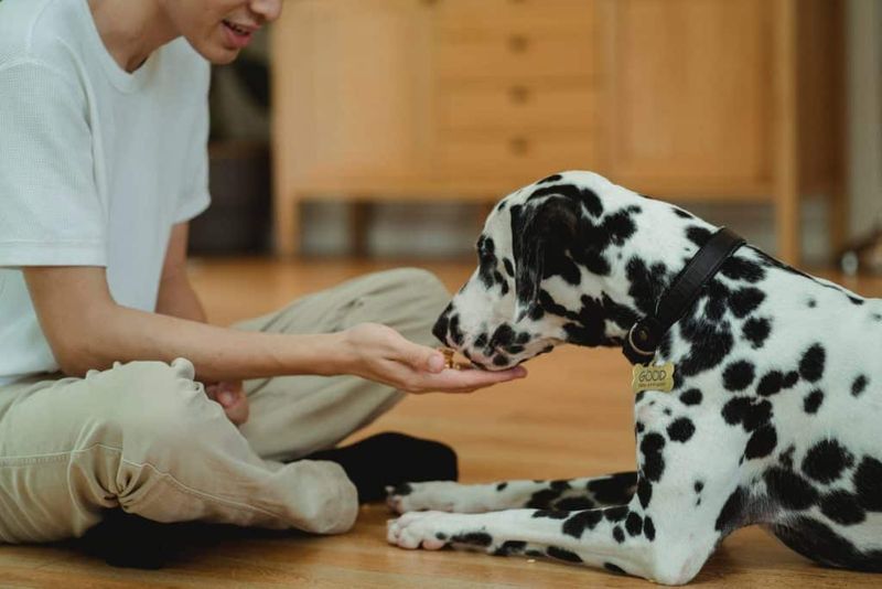 Dalmatian