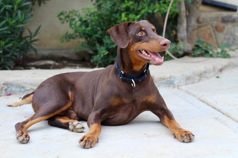 Doberman Pinscher