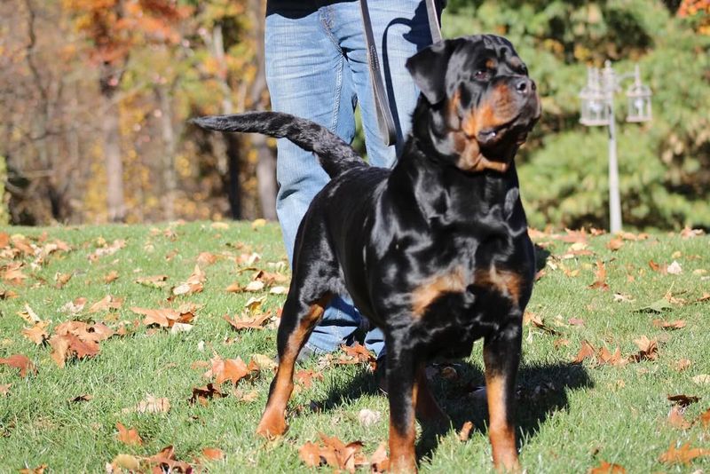 Rottweiler